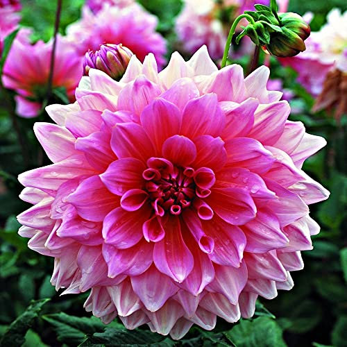 schone 1 x Dahlia Decorative Dinnerplate – Adds a Bright Splash of Colour – Summer Flowering Bulb – Perennials – for Your Beautiful Garden (1 x Dahlia Decorative Dinnerplate Lavender Perfection)