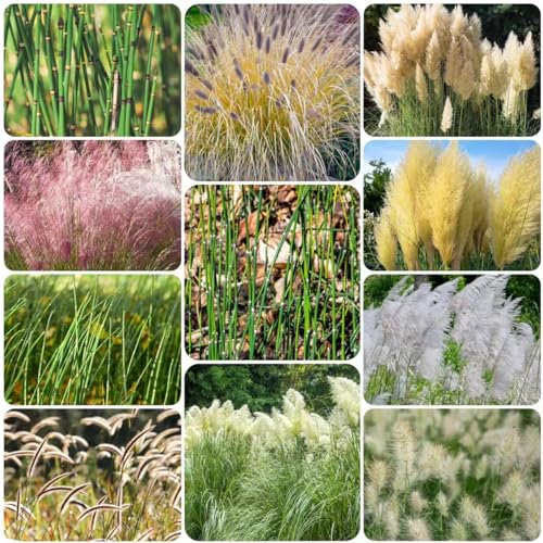 550 piezas de semillas perennes resistentes a la hierba ornamental - regalos sostenibles para mujeres hierba ornamental resistente, Miscanthus sinensis, regalos para los amantes del jardín