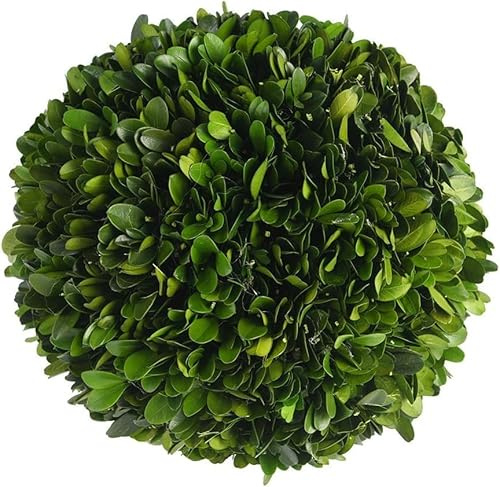 BOXWOOD WORLD Dekorative Buchsbaumkugeln für Schalen und dekorative Kugeln für Tafelaufsatz, Schüsselfüller, Vasenfüller, Heim/Küche/Wohnzimmerdekoration (20,3 cm)