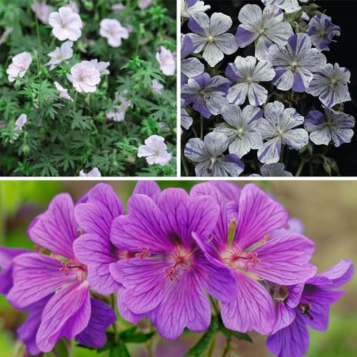 Geranium 'Hardy Blues Collection' - Hardy Perennial - Mixed Blue Geranium Shades - Painted Flowers - Easy to Grow Your Own - Ideal Pot & Garden Border Display - 6X Bareroots by Thompson and Morgan