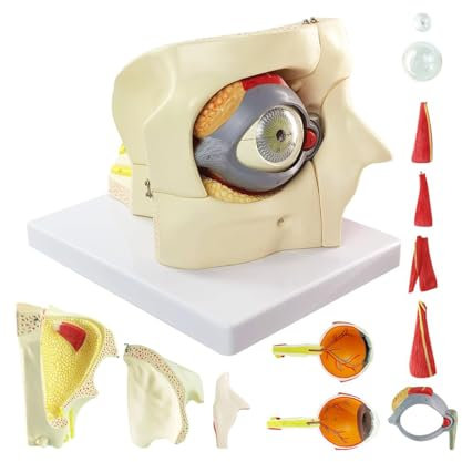UIGJIOG 3 Times Enlarged 13 Parts Human Eye Orbital Anatomical Model 13 Parts Eyeball Orbital Model Showing Optic Nerve Cornea Iris Lens and Vitreous Body with Stand