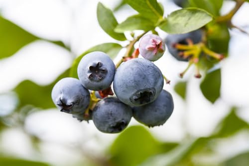 Heidelbeere 'Putte' ab 40 cm Topf Vaccinium corymbosum winterhart | Kompakter Wuchs 30-50 cm, weiße Blüten Mai bis Juni, sonnig bis halbschattig, Kübel und Naschgarten, frosthart bis -25 °C