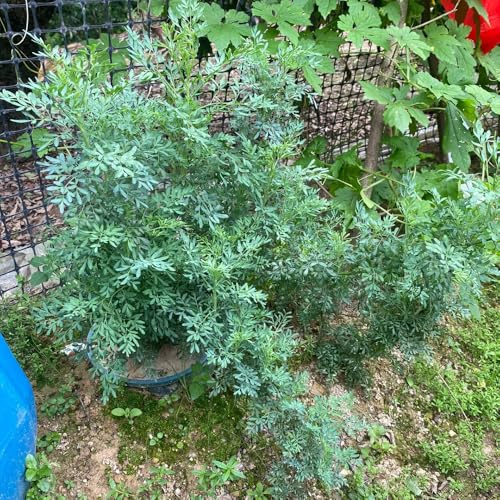 semi di ruta - balcone resistenti perenni giardino esotiche da interno 250pcs