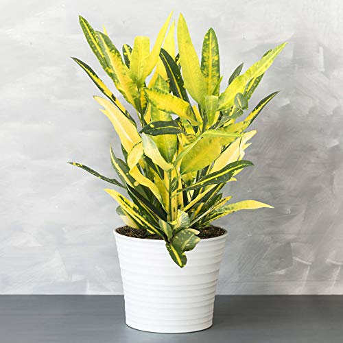 1 x Codiaeum Croton Sunny Star | Plante à feuillage Persistant Panachée Colorée de 30 à 40 cm jaune