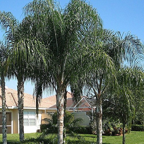 Syagrus romanzoffiana QUEEN PALM cocos plumosa Arecastrum 10 o 100 semi