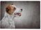 1000 Piece Jigsaw Puzzle,Adult Games Jack Russell Terrier Jigsaw Puzzles the Wooden Puzzle,Educational Games,Puzzle Sets for Family 38 * 26cm