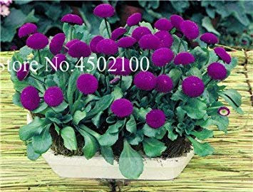 . 200 PC/Beutel Bodendeckend Englisch Daisy, Chrysantheme-Blumen-Staude Daisy Topfpflanze für Hausgarten: 11