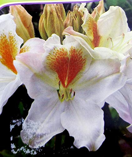 POWERS TO FLOWERS - AZALEA MOLLIS BIANCA, AZALEA DA ESTERNO, vaso 17cm pianta vera