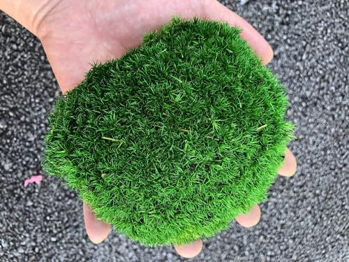 Prefleur konservierte Pflanzen Stange Mooskissen Dutt Kissen Natur Grün Dekorativ Echt Natur Grün DIY Kit Terrarien Gartenarbeit Kunst Wanddekoration Florist Dekor (Green-c, 1.5 sq.ft.)