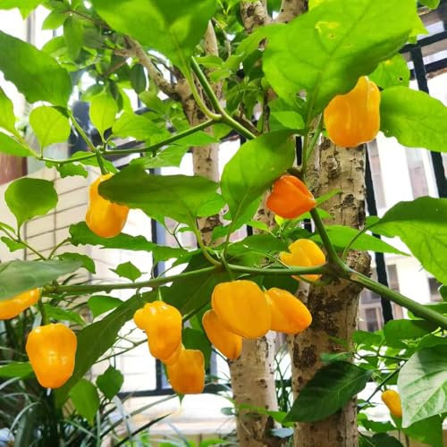 chili samen bio chilisamen exotische pflanzen, hochbeete für garten, kräuter samen - Seltene Pflanzenserie - topfpflanzen balkon pflanze pflanzen samen saatgut winterharte pflanzen für 350pcs