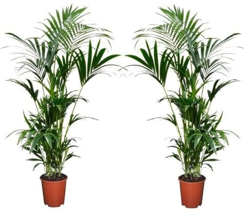 Howea forsteriana - 2er Set - Palmen Zimmerpflanze - 100-120 cm + 130-160 cm - pflegeleichte Zimmerpflanze