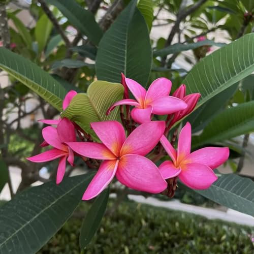 50 pcs frangipani pflanze samen, blumen samen mehrjährige, kübelpflanzen, Plumeria rubra, pflanzen samen, pflanzen für balkon schnittblumen samen, zimmerpflanzen samen blumen garten,