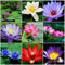 Schüssel Lotusblumensamen – 20 Stück Bunte Lotus Samen für die Wasserbepflanzung im Garten, Teich oder als Zimmerpflanze (20 Stück Mehrfarbig)