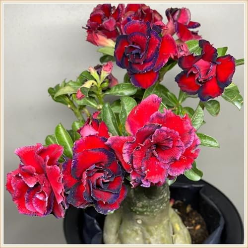 Adenium obesum Rosa del desierto – Perla larga floreciente del desierto, ideal para macetas y terrazas – 1knolle-F