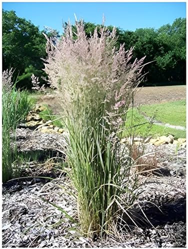 5 x Calamagrostis x acutiflora 'Overdam' im 1 Liter Topf (Ziergras/Gräser/Winterhart/Mehrjährig) Buntes Reitgras - Top als Sichtschutz - Perfekte Kübelpflanze - von Stauden Gänge
