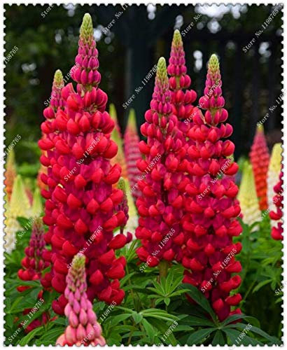 Pinkdose 200 mix color lupine bonsai pflanzen jährliche sukkulente bodendecker blume bonsai, topfpflanzen für den heimischen garten: 50lupin