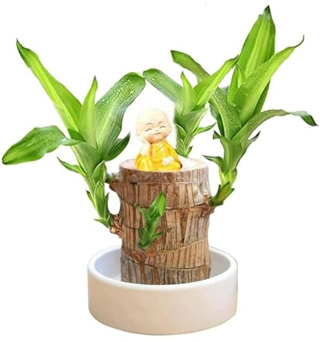 Mini madera de la suerte de Brasil, madera de bambú de la suerte con brotes mágicos, plantas de bambú de la suerte de interior para purificar el aire interior (1 pcs)