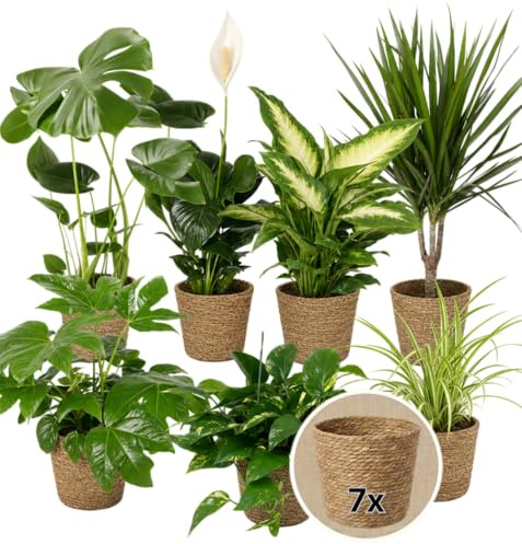 “Luftreiniger” Pflanzenset + 7x Seegraskorb | 7er-Set | Monstera, Spathiphyllum, Dracaena, Dieffenbachia, Grünlilie, Fatsia, Efeutute | ca. 30-70 cm | Ø 12-15 cm Topf | Zimmerpflanzen
