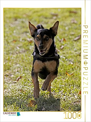 CALVENDO Puzzle Rennender Mischlingshund | 1000 Teile Lege-Größe 48 x 64 cm Foto-Puzzle für glückliche Stunden