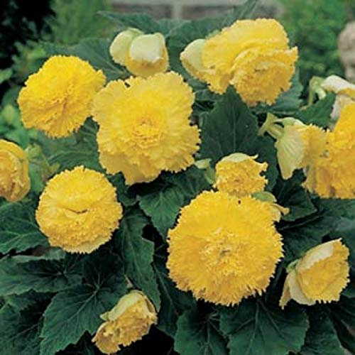 Begonia 'Fimbriata' Yellow WPC Prins Quality Bulbs/Tubers Pack x3