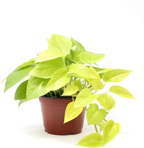 Potho Amarillo Natural Planta Colgante Resistente y de Riego Moderado