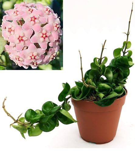 POWERS TO FLOWERS - HOYA CONTORTA, pianta vera