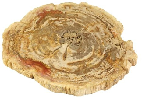 Oriental Galerie Fossil Platte Tischdekoration Geschirr Untersetzer Naturstein versteinertes Holz poliert Unikat 22-28 cm Hell
