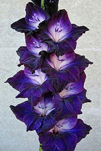 Bulbos de gladiolo, como planta rara y preciosa, -2,15 bulbos