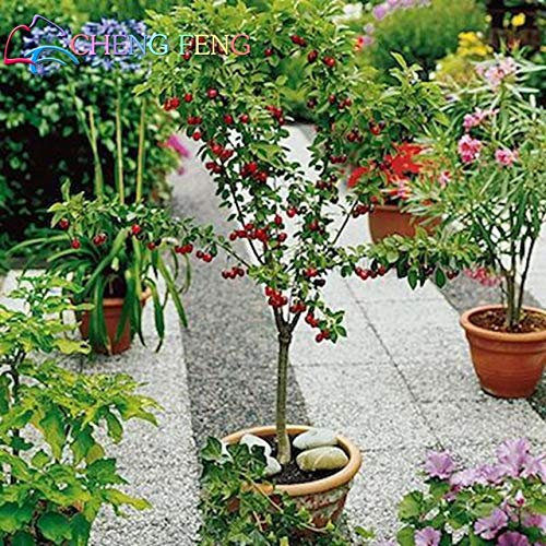 Pinkdose Hotsale10 piezas rojo dulce americano planta de cerezo en maceta fruta milagrosa para jardín bonsái enano plantación de árboles: Rosa