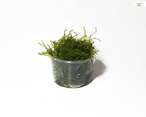 Garnelio - Javamoos - Taxiphyllum barbieri - Portion