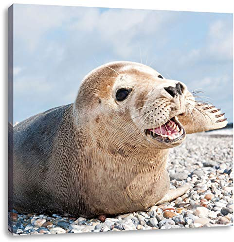 Pixxprint Süße Robbe auf Steinstrand, Größe: 40x40, Leinwandbild Quadratisch, Wandbild, Kunstdruck, fertig bespannt