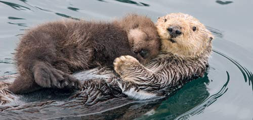 Postkarte PANORAMA +++ LUSTIG von modern times +++ SEEOTTER * XXL +++ BK.EDITION © Foto: mauritius images/Minden Picture