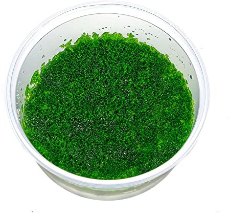Riccardia sp. 'Graeffei' - Mini Pellia Moos in vitro XL - 8,5cm Bechergröße - Aquariummoos Wasserpflanzen für Aquarien