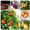150 Pcs Birnenbaum Winterhart Samen, Sapote Frucht, Winterharte Pflanzen Für Garten (Pyrus Communis) Exotische Pflanzen, Herbstpflanzen Winterhart Obstbäume, Obst Frisch, Säulenobst