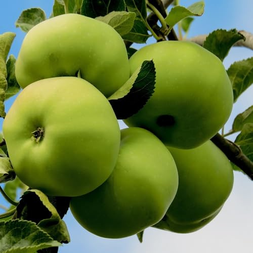 Plant Theory 1.2m Apple Grenadier Cooking Fruiting Outdoor Fruit Tree 9L Pot MM106 Rootstock