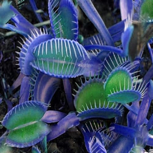 Blumensamen für eine bunte Bienenwiese,Premium Samen Blumen,20 Sorten Blumensamen,Winterharte Samen,Bienenweide- 100PCS Samen der Venusfliegenfalle