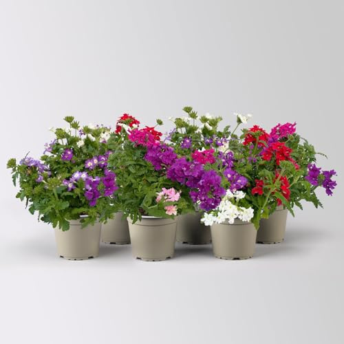 Eisenkraut 'Trio', bunt, Topf-Ø 12 cm, 6 Pflanzen