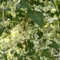 100 pcs Knöterich Samen - Kletterpflanzen Pflanzen Topf Knöterich Pflanzen - Polygonum aubertii - steingartenpflanzen winterhart kletterpflanzen bienen wiese bonsai topf blumenwiese