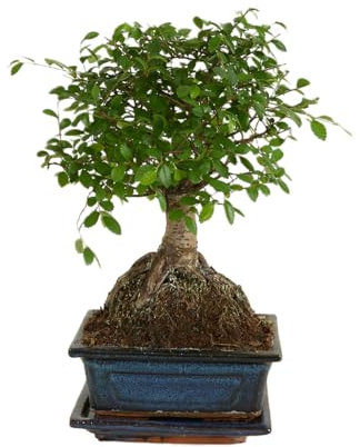 Bloomique - Bonsai Zelkova - Kugelform - Bonsai-Baum - Zimmerpflanzen - Höhe 20-30 cm - 15 cm breit - inklusive Keramiktopf und Schale