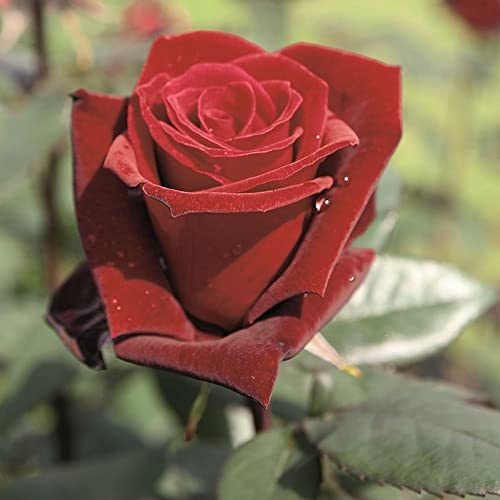 Vivai le Georgiche - Pianta vera di Rosa Barkarole sin. Grand Château, Taboo TANelorak - vaso 6,5 Litri - Quadrato