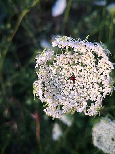 500 Samen Wilde Möhre Daucus Bienen Blumenwiese Wildblume Insekten