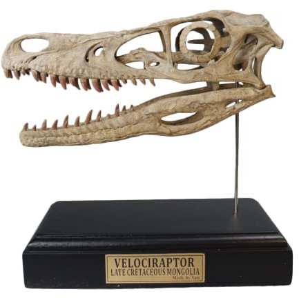LKYLVEE Harzfossilien, Velociraptor-Modell – Velociraptor Totenkopf Modell – für Raptor Skull Home Bar Decor Collection Figur Statue Lehrrequisite