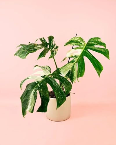 Monstera Variegada | Plantas Naturales Interior | Pur Plant