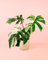 Monstera Variegada | Plantas Naturales Interior | Pur Plant