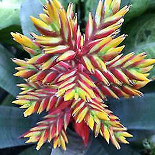 Bromelien-Samen, Kaktus, Sukkulenten, für Zuhause, Garten, Bonsai, Hof, Zierpflanze, rot, gelb, Bromelie, Sukkulenten, Samen für Frauen, Männer, Kinder, Anfänger, Gärtner, Geschenk, 100 Stück