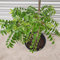 CurrybläTter Samen KräUter Bonsai Bio Saatgut KüChenkräUter CurrybläTter Frisch Indische GewüRze KräUtersamen Exotische Pflanzen Winterhart Bodendecker GäRtner Geschenke 200 Curry Leaves Plant Saatgut