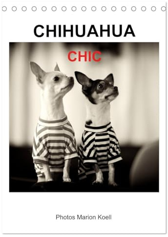CHIHUAHUA CHIC Photos Marion Koell (Tischkalender 2026 DIN A5 hoch), CALVENDO Monatskalender: Die CHIHUAHUA Geschwister Maya und Brownie werden gerne chic angezogen (CALVENDO Tiere)