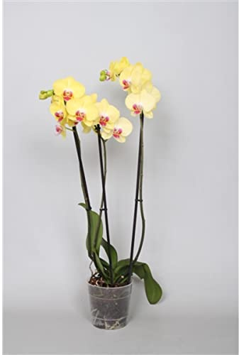 Elegant Yellow Double Stem Phalaenopsis Orchid - Real Orchid Plant
