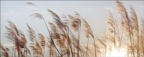 Pro-Art Glasbild Dried Fiber II, 50x125 cm
