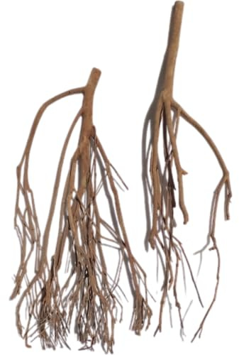 Natunae - Natürliche Talawa Wurzel Holz für Aquarium, Dekoration für Aquascaping (50-70 cm)
